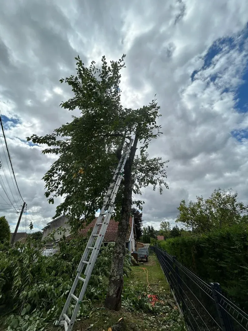 Élagage d'arbre dans un jardin résidentiel