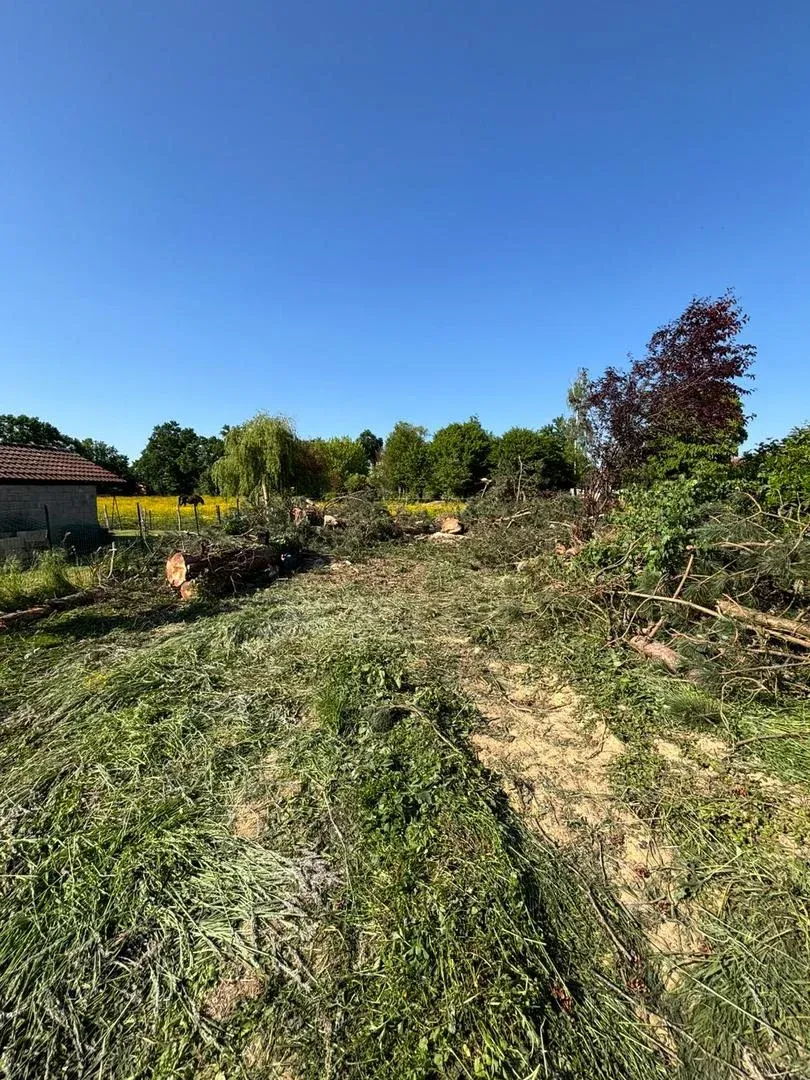 Chantier d'abattage d'arbres avec débitage des troncs
